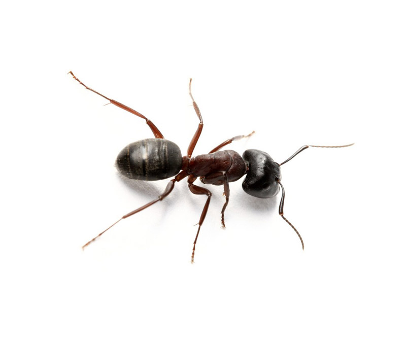Extermination Station Ant
